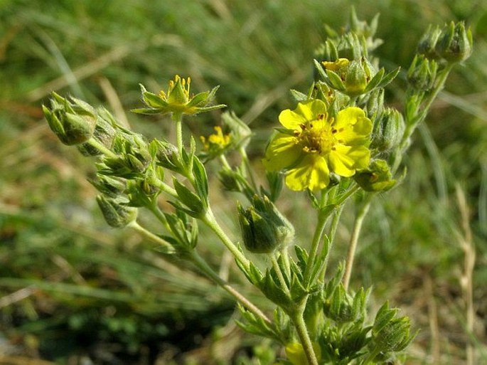 POTENTILLA INCLINATA Vill. – mochna šedavá / nátržník sklonený