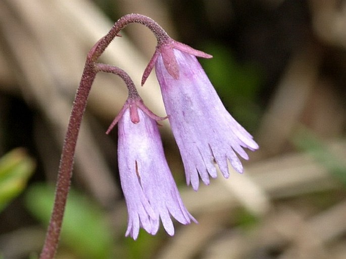 Primulaceae