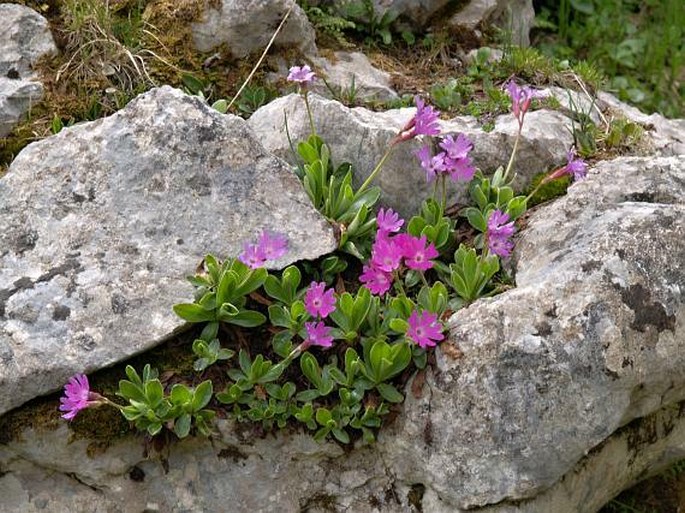 Primulaceae