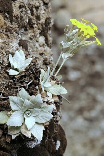 Primula verticillata subsp. simensis