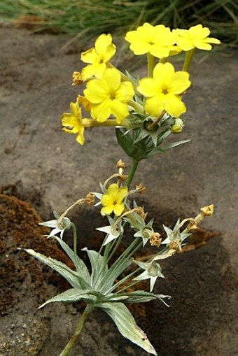 Primula verticillata subsp. simensis