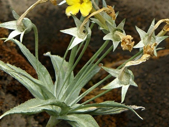 Primula verticillata subsp. simensis