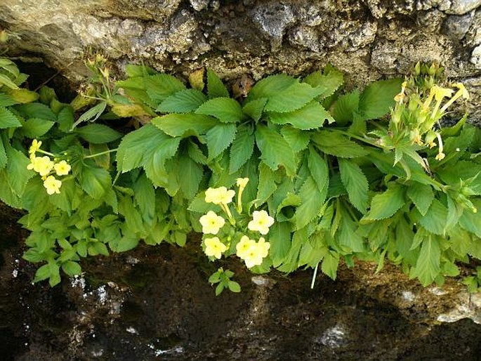 Primula verticillata subsp. simensis