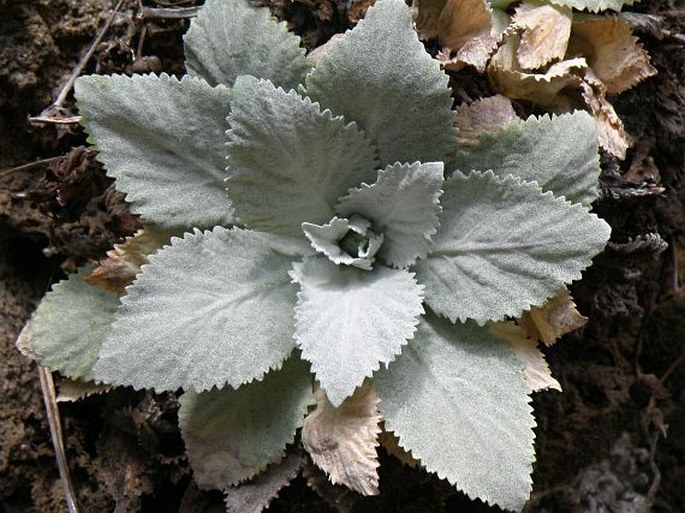 Primula verticillata subsp. simensis