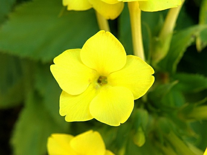 Primula verticillata subsp. simensis