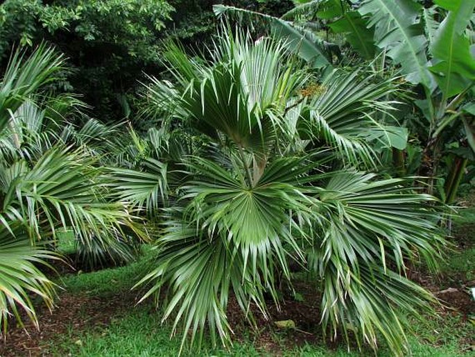 Pritchardia kaalae