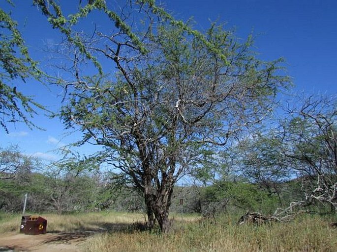 Prosopis pallida