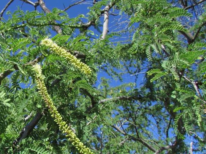 Prosopis pallida