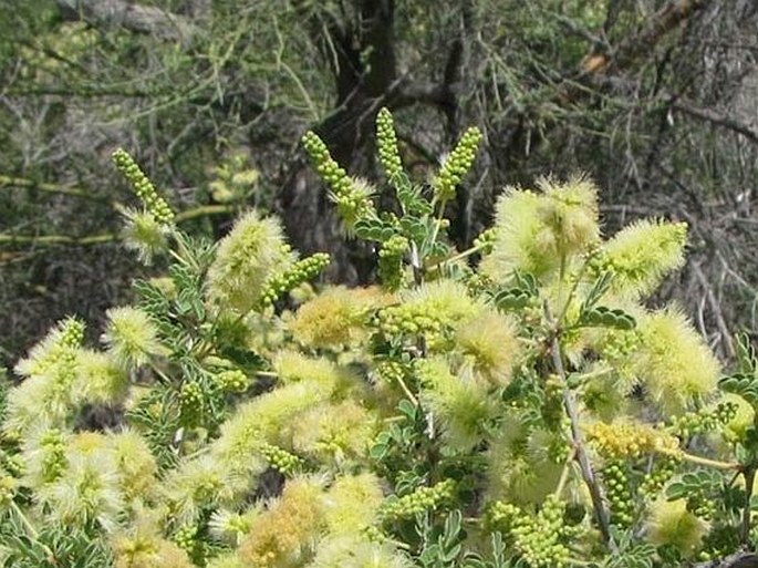 Prosopis velutina