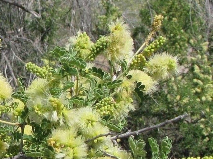 Prosopis velutina