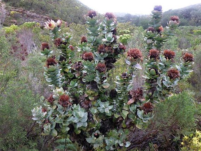 Protea compacta