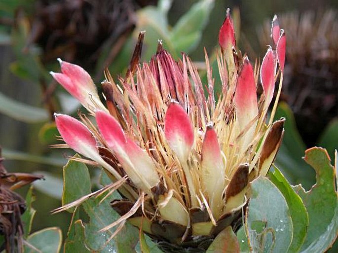 Protea compacta