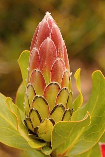 Protea lacticolor