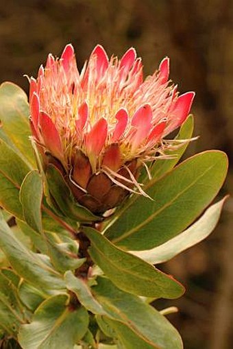 Protea lacticolor