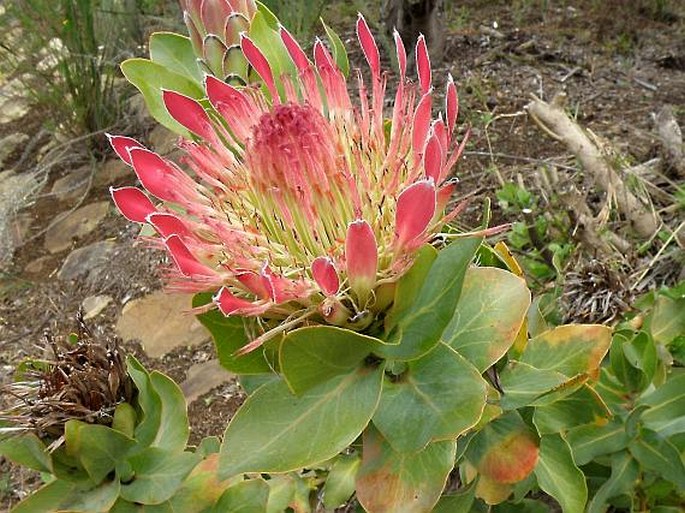 Protea lacticolor