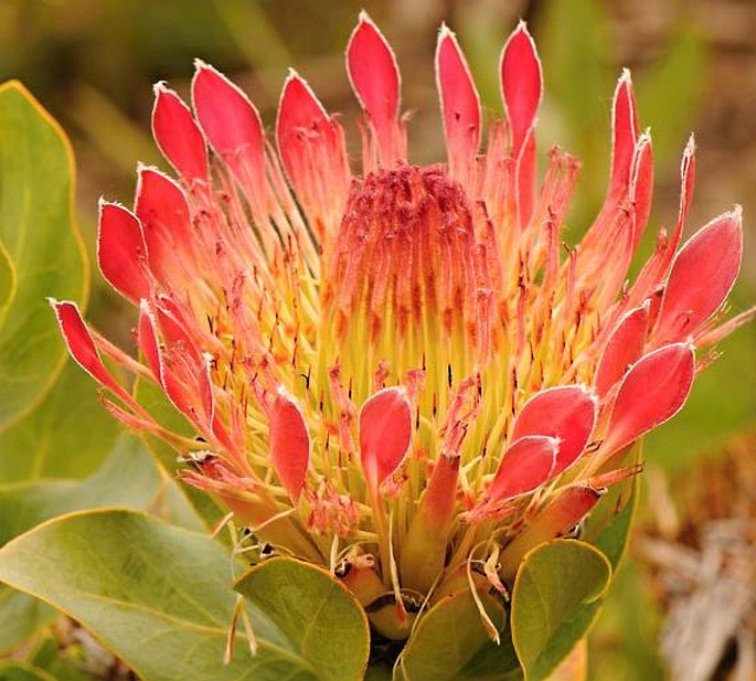 Protea lacticolor