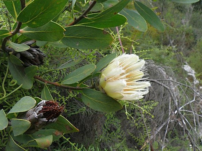 Protea mundii