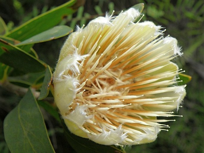 Protea mundii