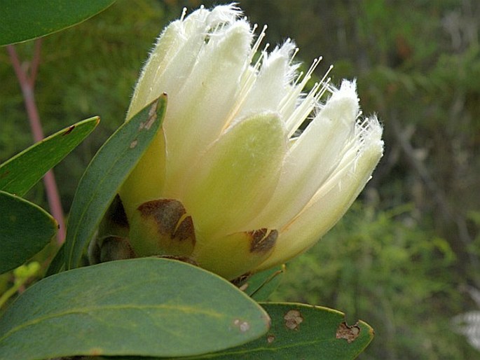 Protea mundii