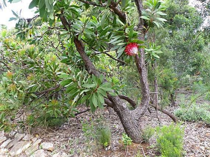 Protea rubropilosa