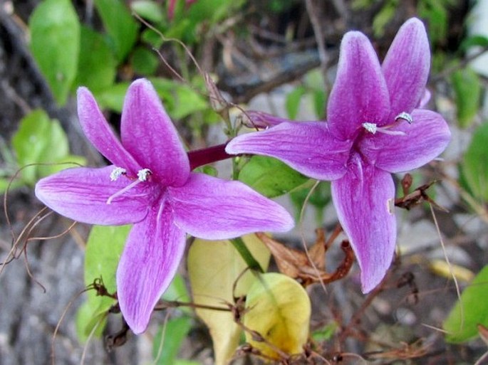 PSEUDERANTHEMUM LAXIFLORUM (A. Gray) F. T. Hubb. ex L. H. Bailey