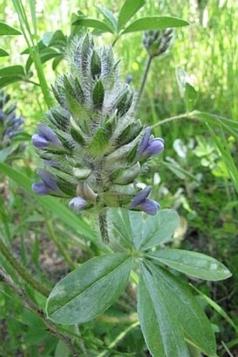 Psoralea esculenta