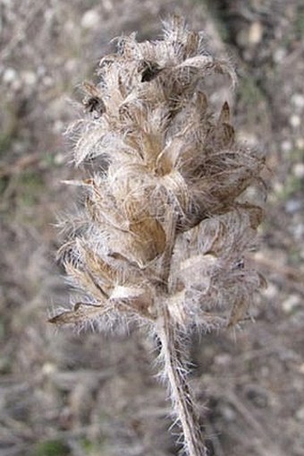 Psoralea esculenta