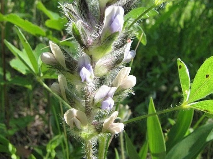 PSORALEA ESCULENTA Pursh – dětelník jedlý