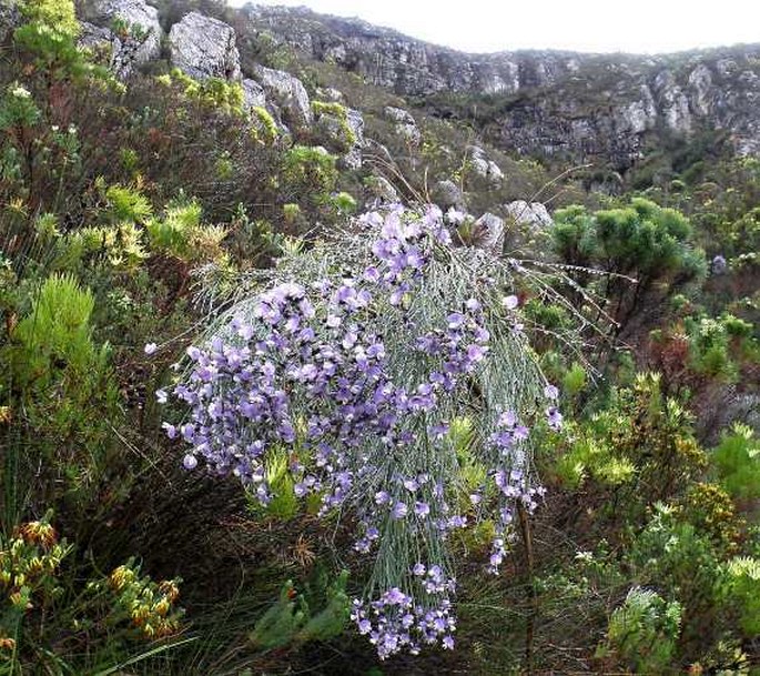 Psoralea aphylla