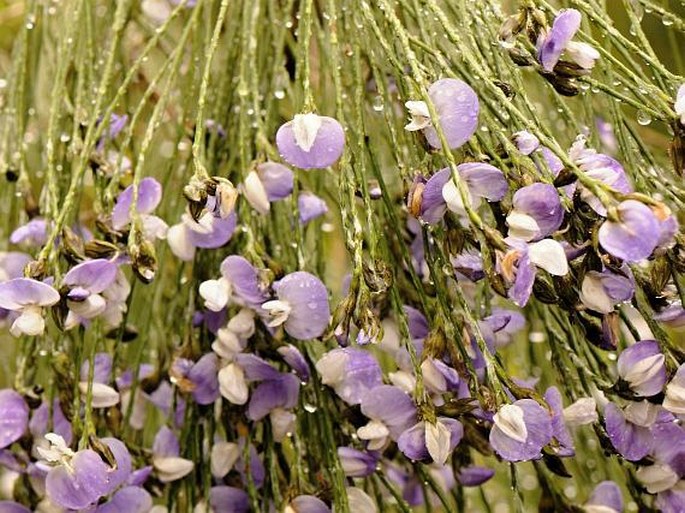 Psoralea aphylla