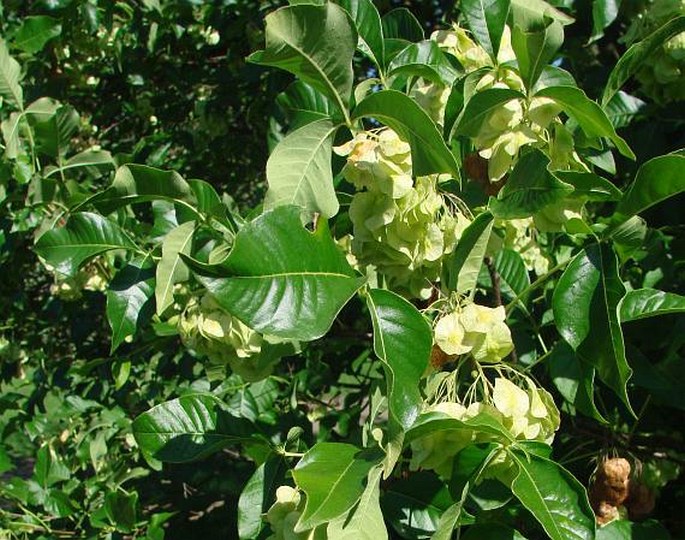 PTELEA TRIFOLIATA L. – křídlatec trojlistý