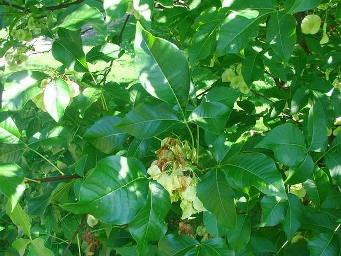 Ptelea trifoliata