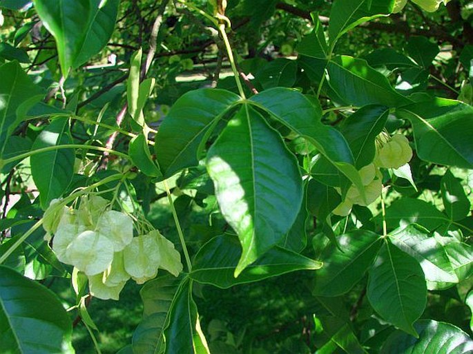 Ptelea trifoliata