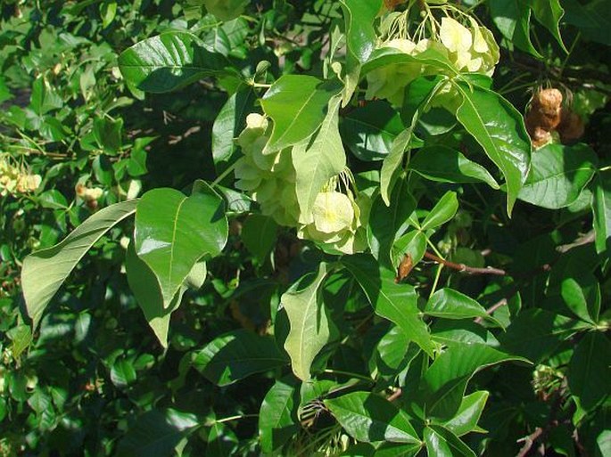 Ptelea trifoliata