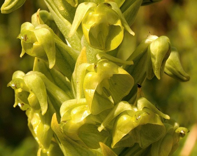 PTERYGODIUM ALATUM (Thunb.) Sw.