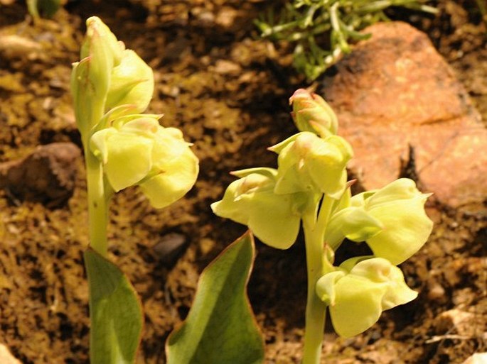 PTERYGODIUM CATHOLICUM (L.) Sw.