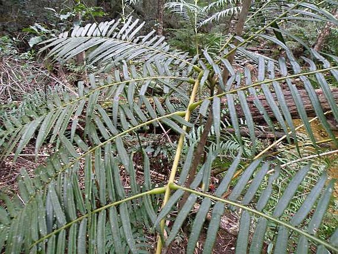Ptisana salicifolia