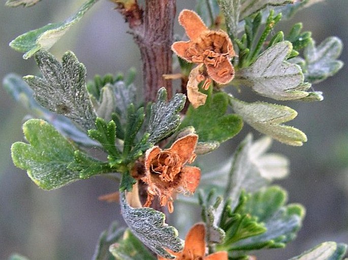 PURSHIA TRIDENTATA (Pursh) DC.