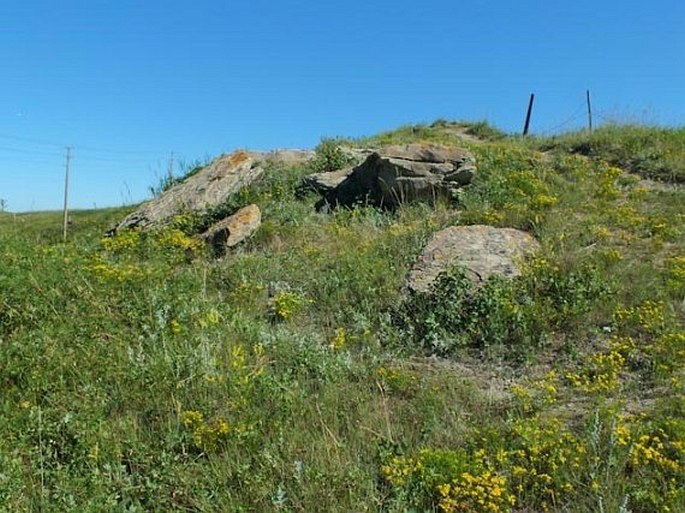 Astragalus gilviflorus