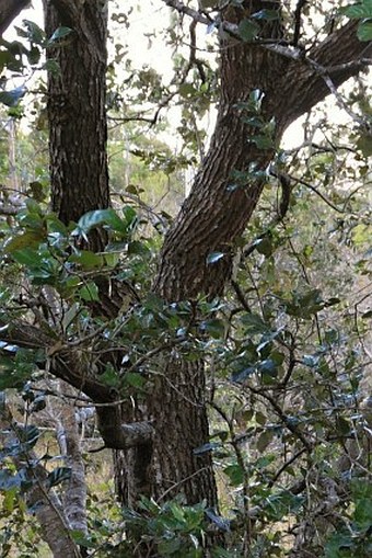 Quercus oleoides