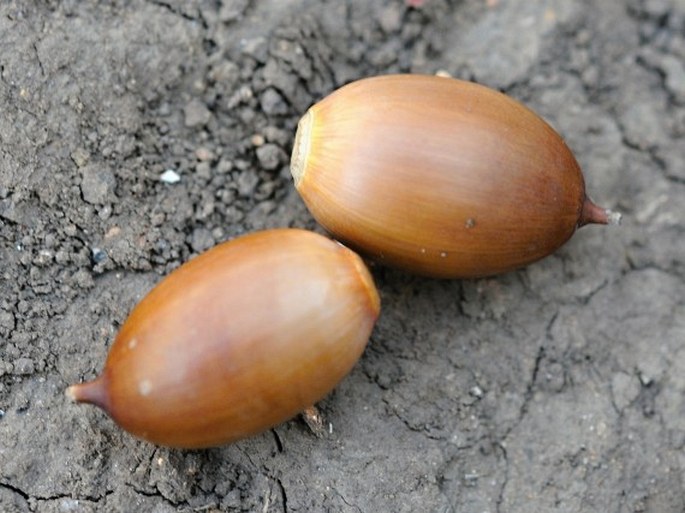 Quercus oleoides