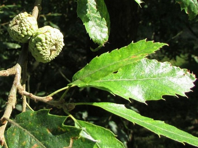 Quercus libani