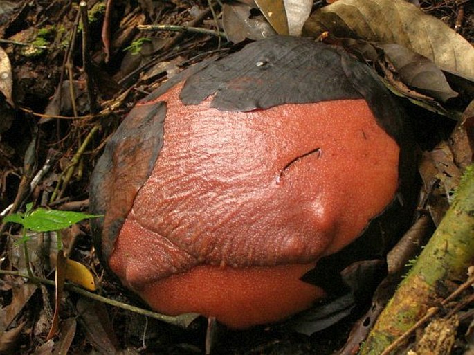 Rafflesia arnoldii