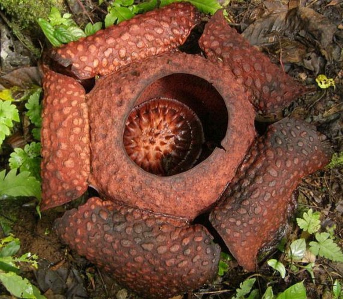 Rafflesia arnoldii