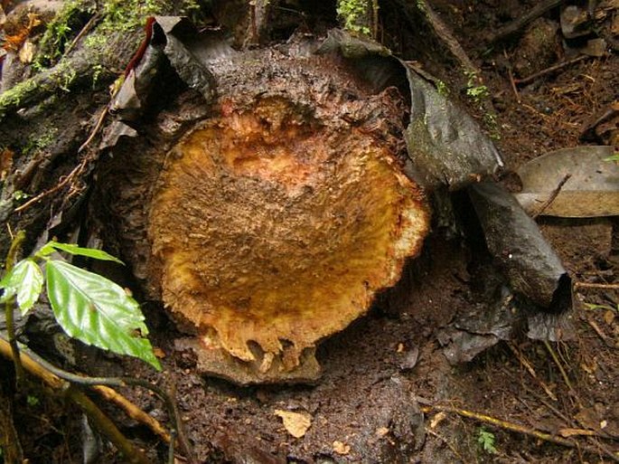 Rafflesia arnoldii