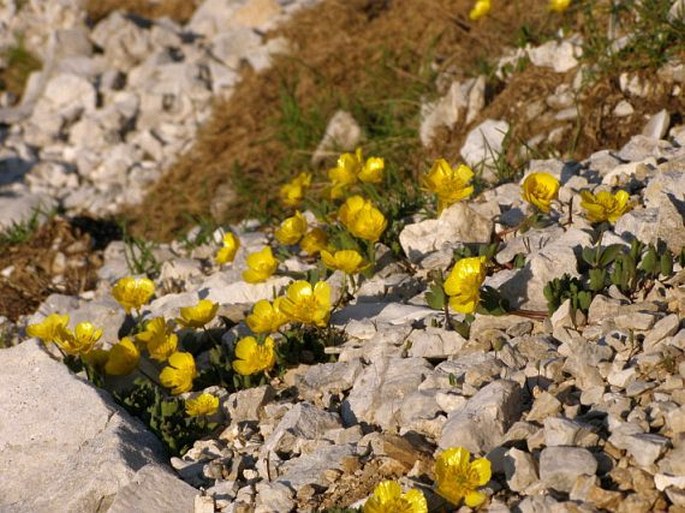 Ranunculus brevifolius