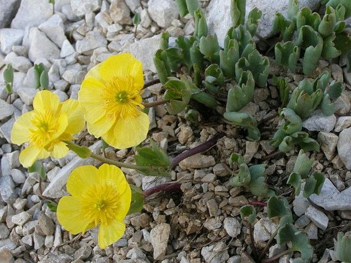 Ranunculus brevifolius
