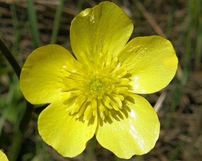 Ranunculus constantinopolitanus