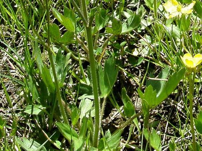 Ranunculus constantinopolitanus