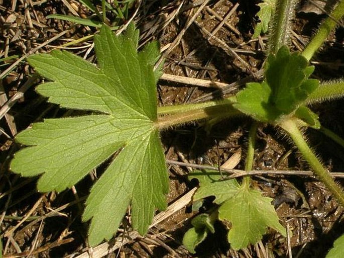 Ranunculus constantinopolitanus